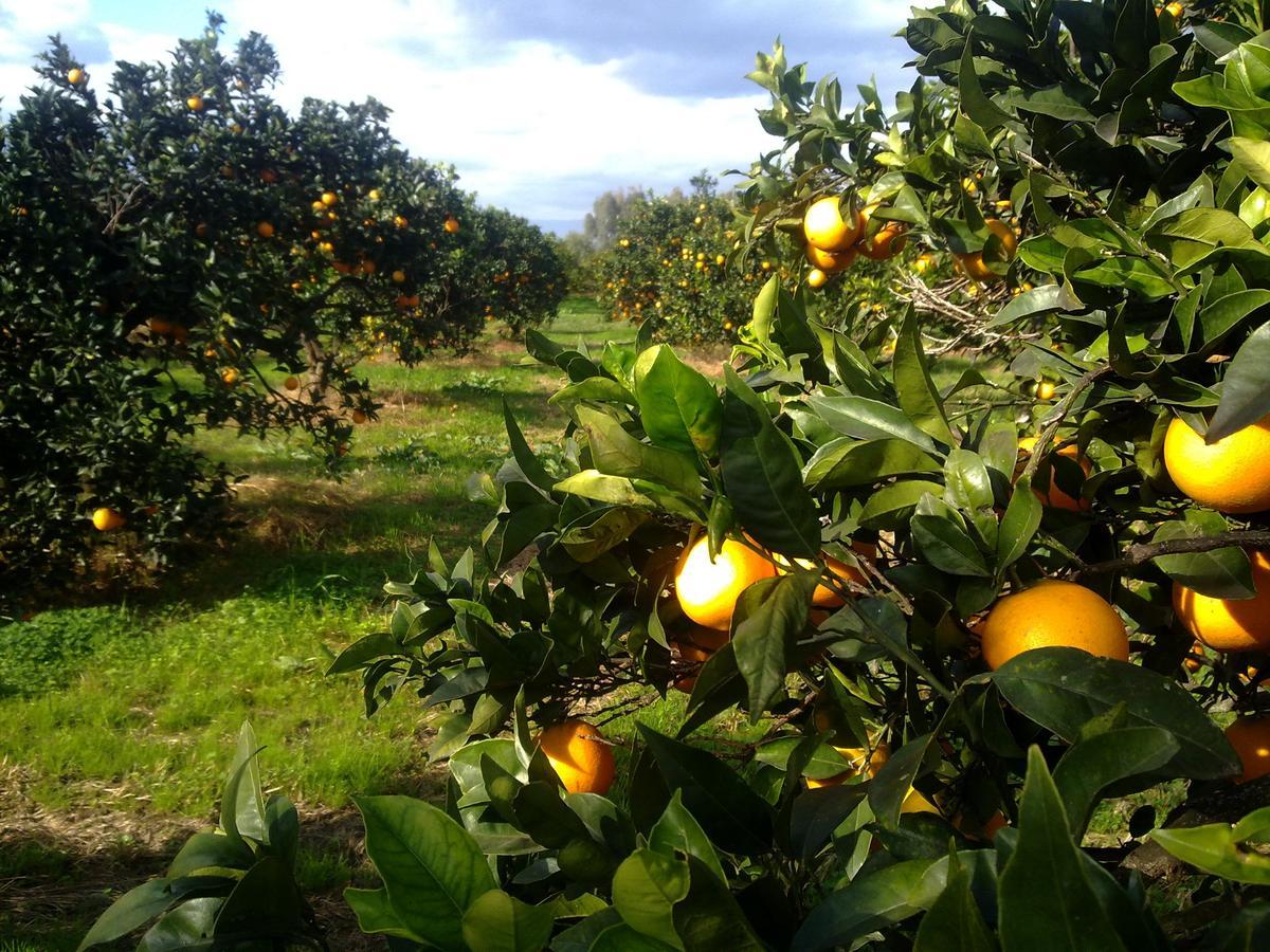 Su Canonigu Agriresort Tortolì Eksteriør billede